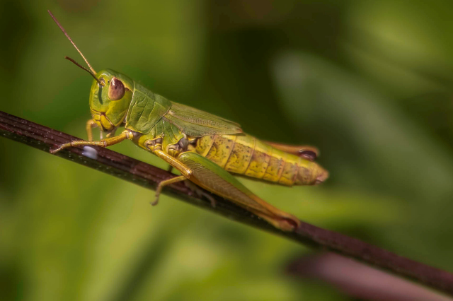 Sommerplausch 2023 016 Z6 20230720 DSC 9044